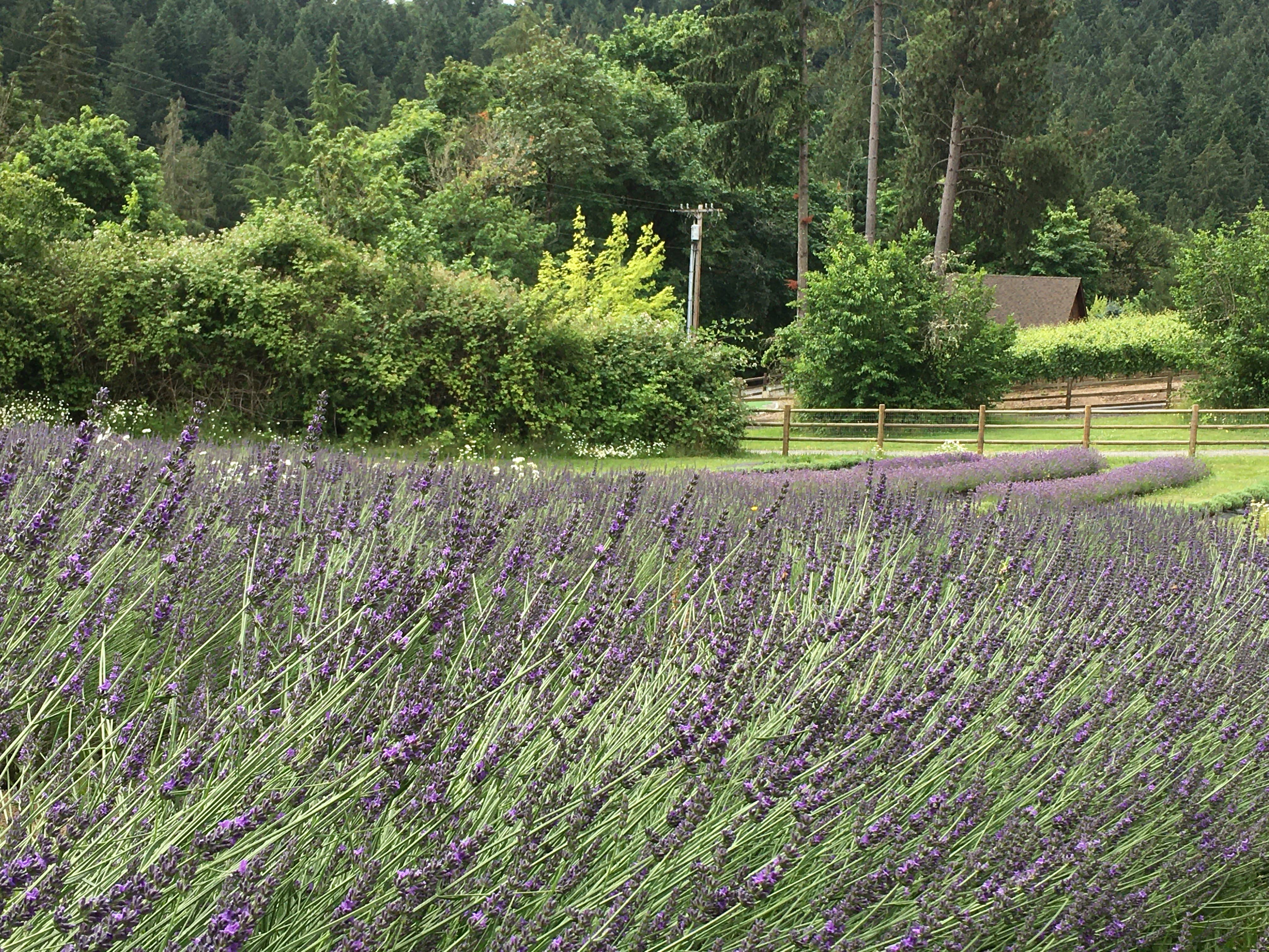 Little Lavender Farm - Wholesale Aromatherapy Sack - Lavender Sachet3