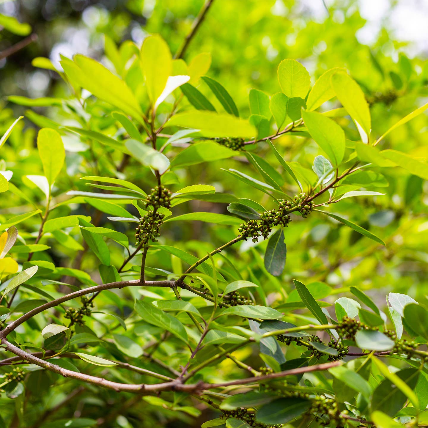 PROVENCE D'ANTAN - Venta al por mayor Tés saludables/desintoxicantes - Maté orgánico2
