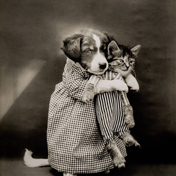 Print Collection – Engroshandel Kunsttryk – Sygeplejersken med katte (og hunde)