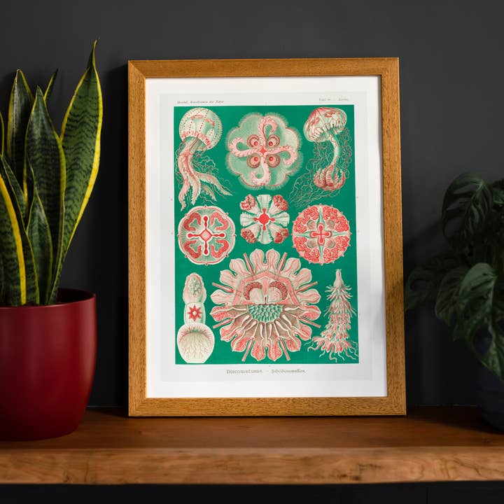 Kwallen groen en roze vintage antieke print voor wholesale door Ink & Drop