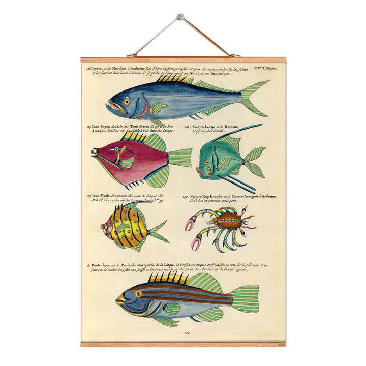 Rollbild Illustration # 102 / Fische / Koeniginnen-Umber für den Großhandel von Eicie