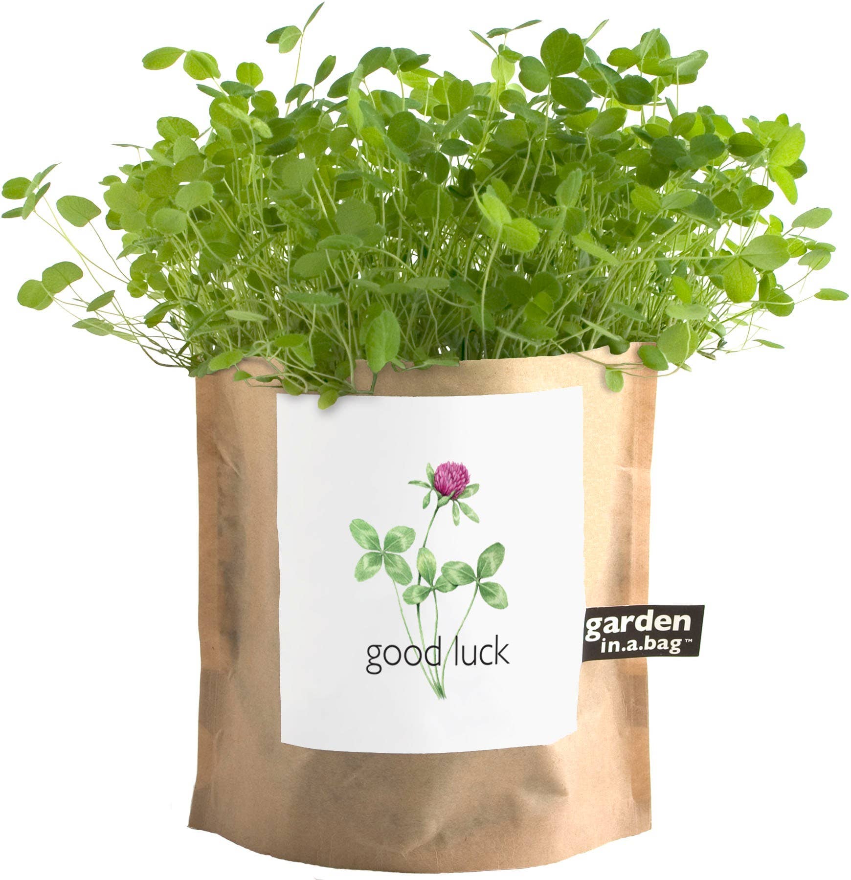 Potting Shed Creations, Ltd. - Wholesale Plant Seeds - Garden in a Bag | Good Luck Clover | Spring Milestone Gift1