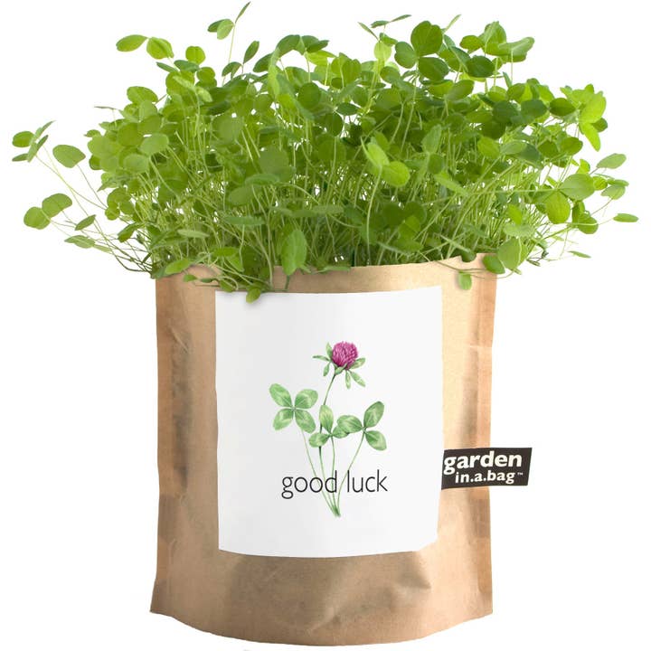 Potting Shed Creations, Ltd. - Wholesale Plant Seeds - Garden in a Bag | Good Luck Clover | Spring Milestone Gift1
