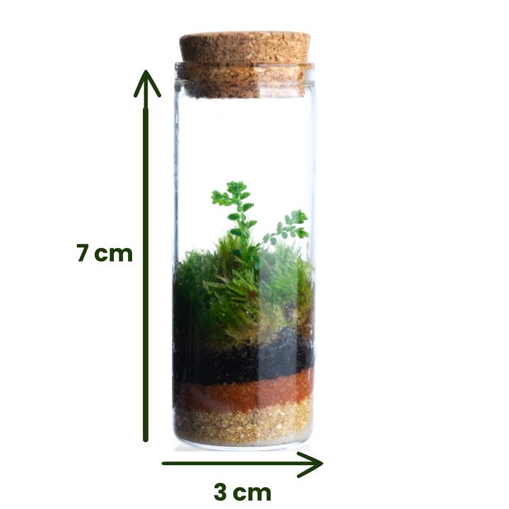 Ecodecs - Wholesale Terrarium - Self-sufficient terrarium with selaginella - Miniterra1