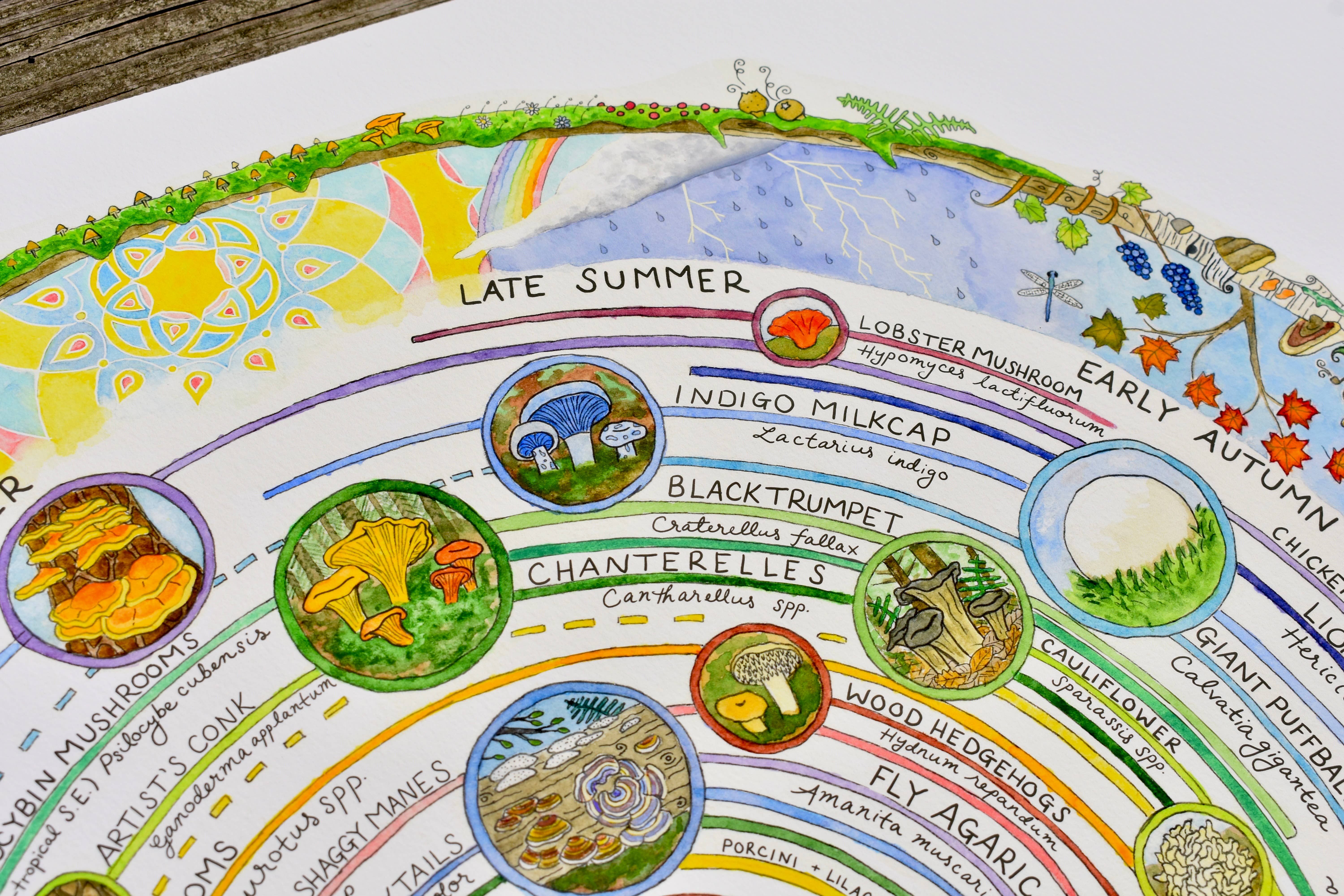 Heart of the Earth Arts - Vente Calendrier - Calendrier de cueillette de champignons | Guide des champignons comestibles et médicinaux1