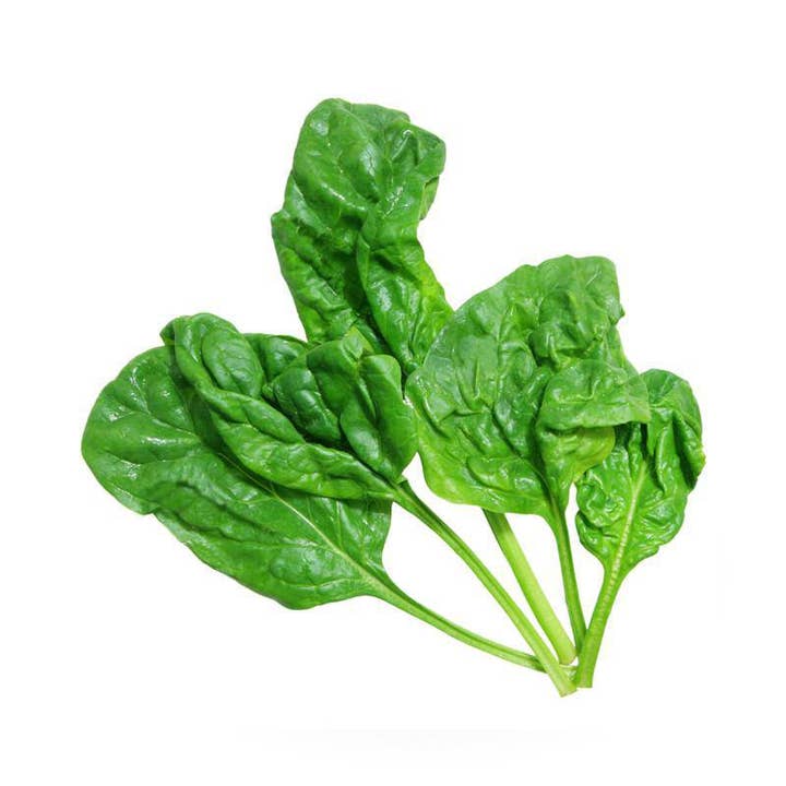 Bentley Seed Co. - Wholesale Plant Seeds - Spinach-Bloomsdale Savory 18202