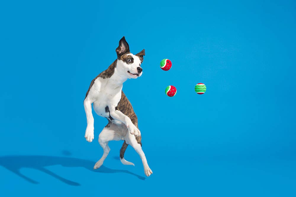 Pet Palette Distribution - Wholesale Pet Squeaky Toy - Dog - BARK Watermelon Tennis Balls3