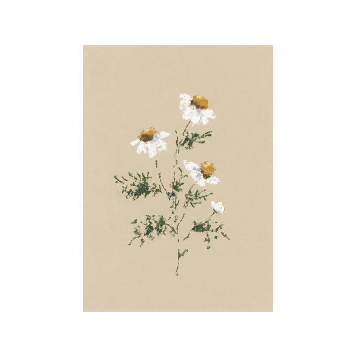Chamomile I | Fine Art Print for wholesale by Shannon Elle Art
