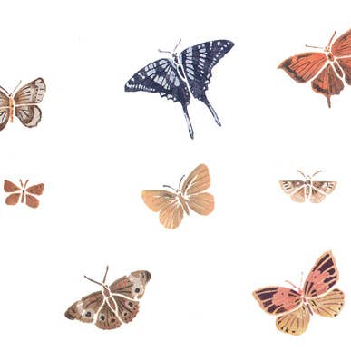 Pochoir mural Collection Papillon pour la vente par Designer Stencils