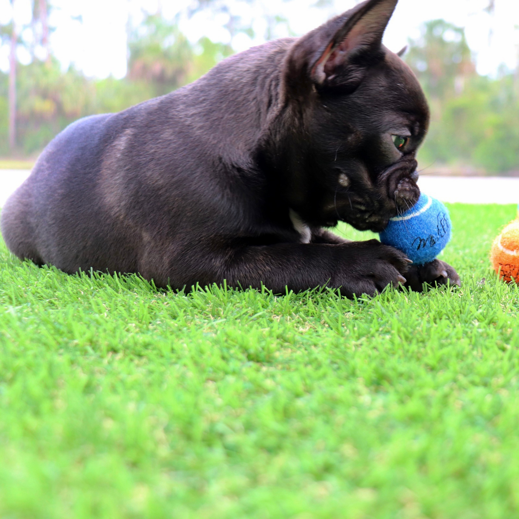 Midlee Designs – Engroshandel Apporterbold - Hund – Midlee Mini Hund Tennis Bolde Bulk 25-Pack (assorterede farver)7