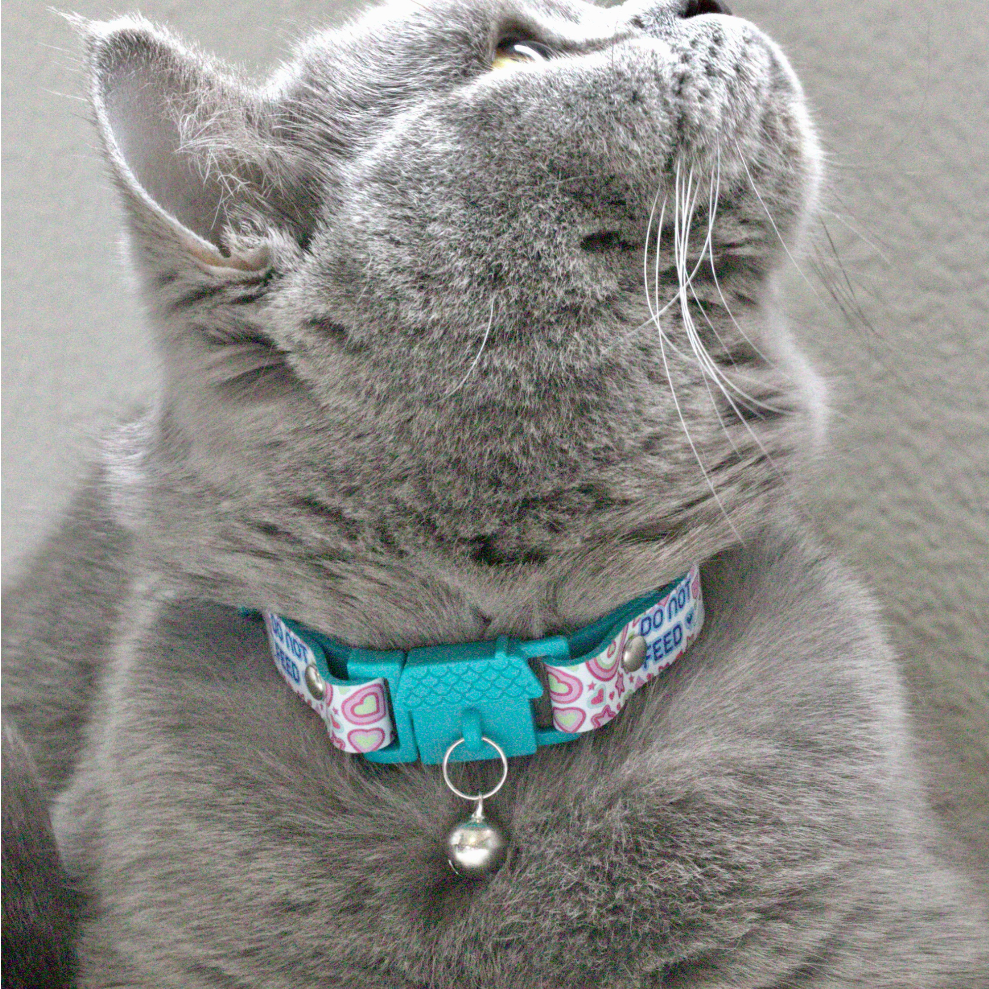 Kittyrama - Wholesale Pet Collar - Cat - KITTYRAMA PEARL 'DO NOT FEED' CAT COLLAR - Quick Release, Breakaway, Hypoallergenic2