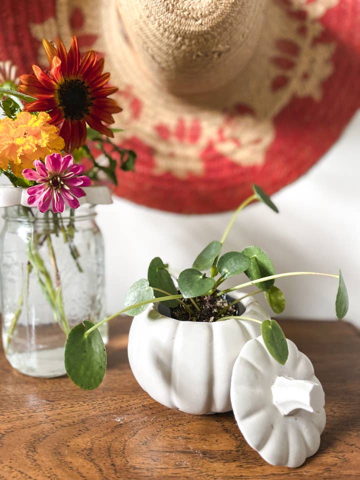 Pumpkin Shape Planter for wholesale by Green Jeans Houseplants
