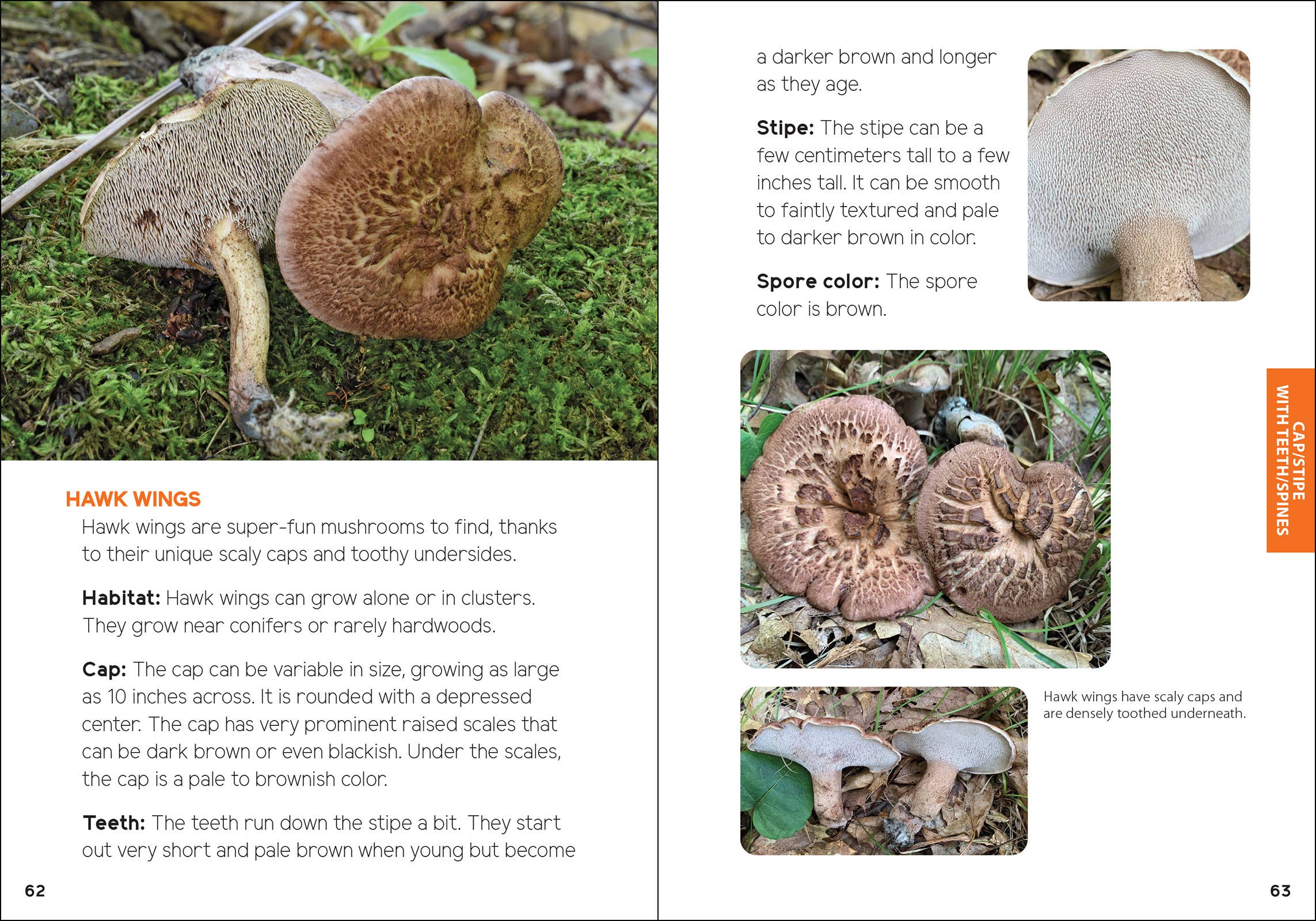 AdventureKEEN - Vente Nature et plein air - Champignons & Fungi pour les enfants11