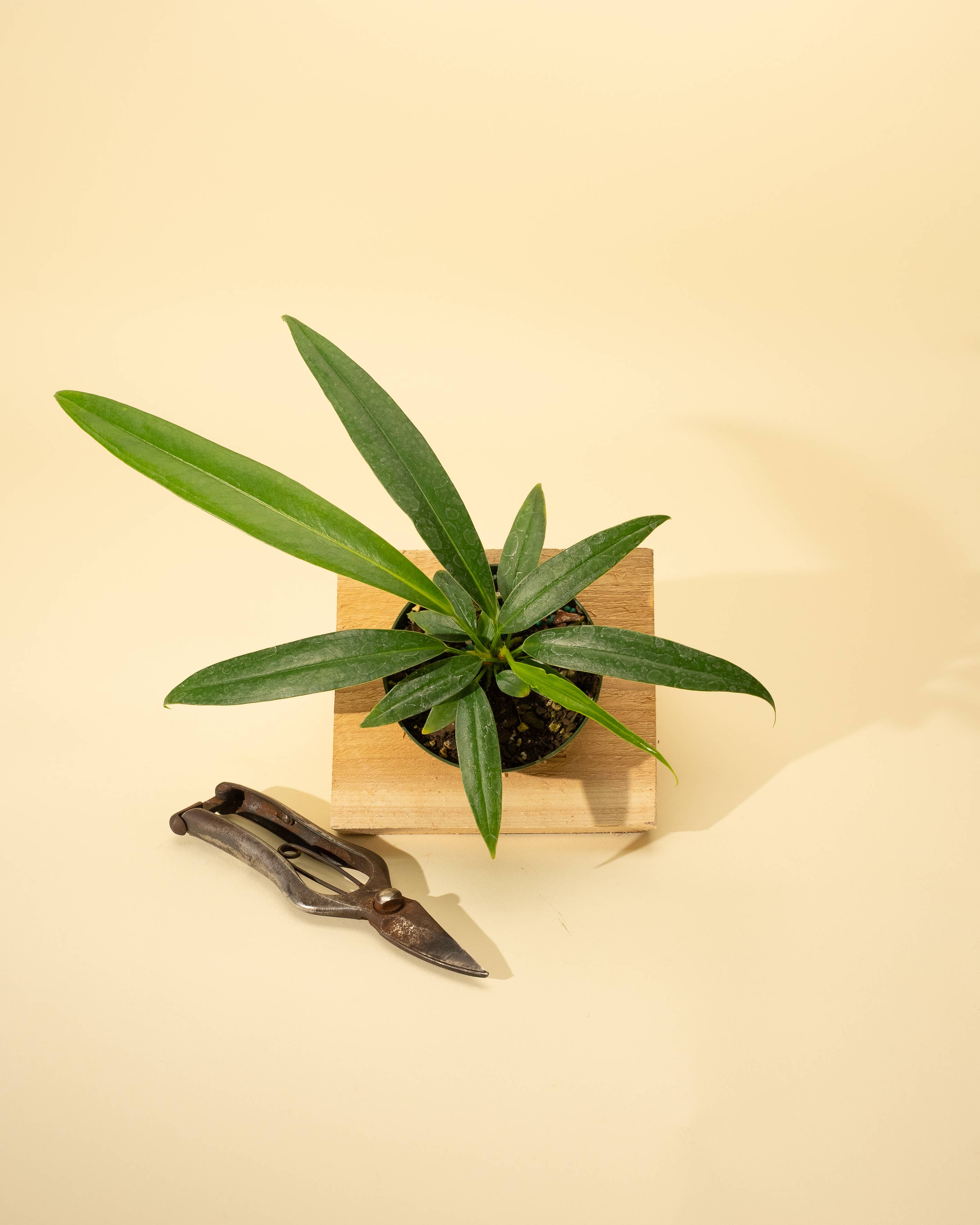 BWH Plant Co - Wholesale Live Plant - 4" Anthurium 'Bakeri'