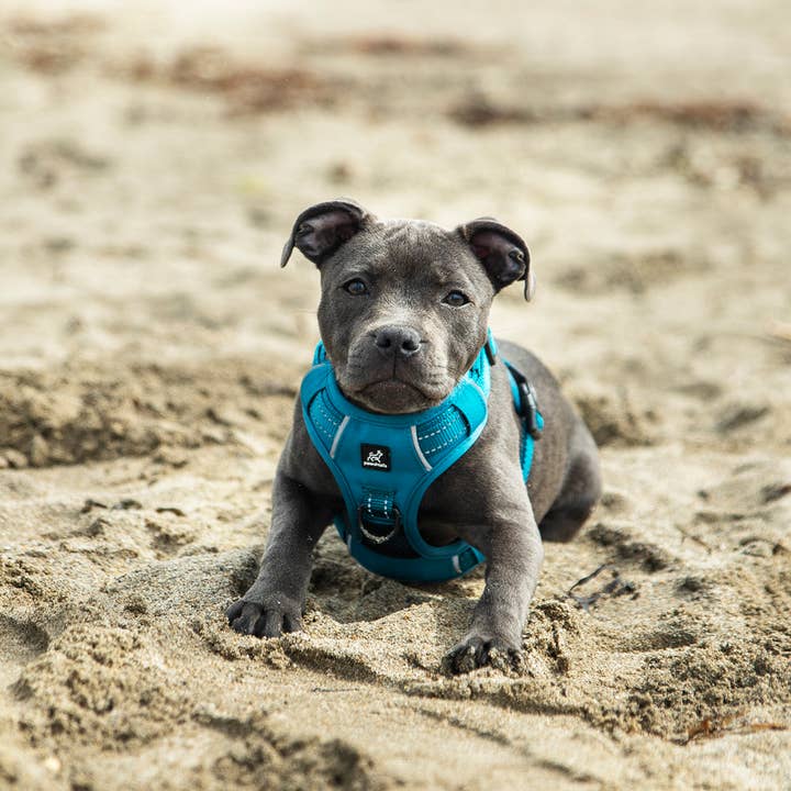 Pawshtails - Wholesale Tuig voor huisdieren - Hond - Blauwgroen Anti-Pull hondenharnas1