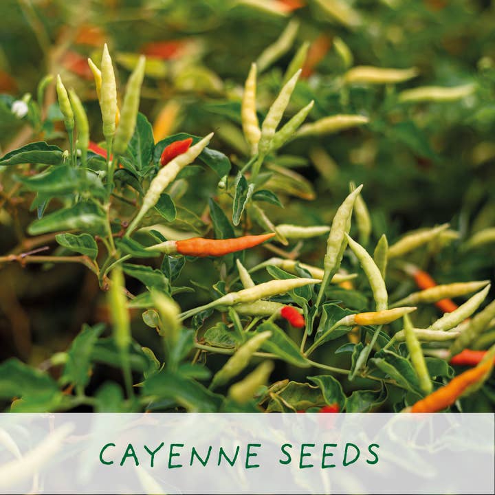 The Plant Gift Co. – wholesale Plant seeds – Red Hot Chilli Pot. Grow Your Own Plant Kit, Gardening Gift6