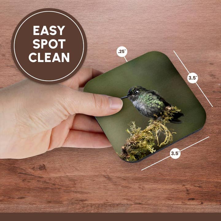 3dRose - Wholesale Coasters - 3dRose, Talamanca Hummingbird, Costa Rica, Central America, Coaster13