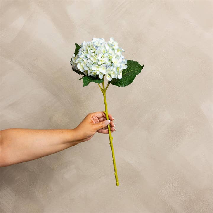 Tige - Hortensia Bleu Clair (PK/12) pour la vente par Audrey's Home & Gift