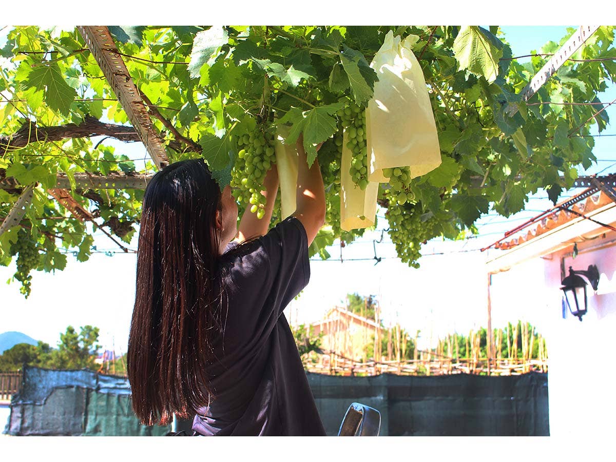 JARDIN Y NATURA OUTDOOR & GARDEN PRODUCTS SL - Wholesale Fruit Basket - Fruit protection bag (10u) - PROTTI FRUTTI5