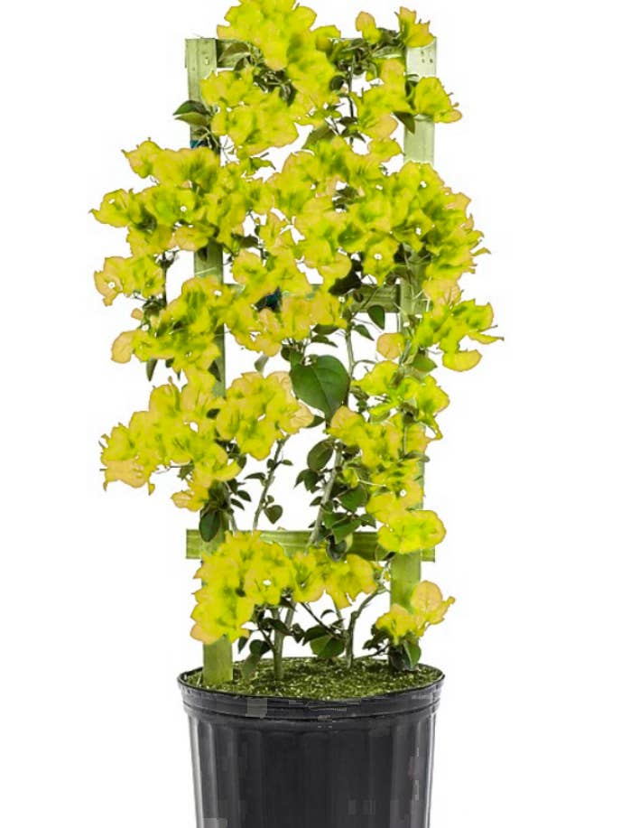 Yellow Live Plant Bougainvillea Vine 6″ Pot Trellis for wholesale by Rooted & Grounded Nursery