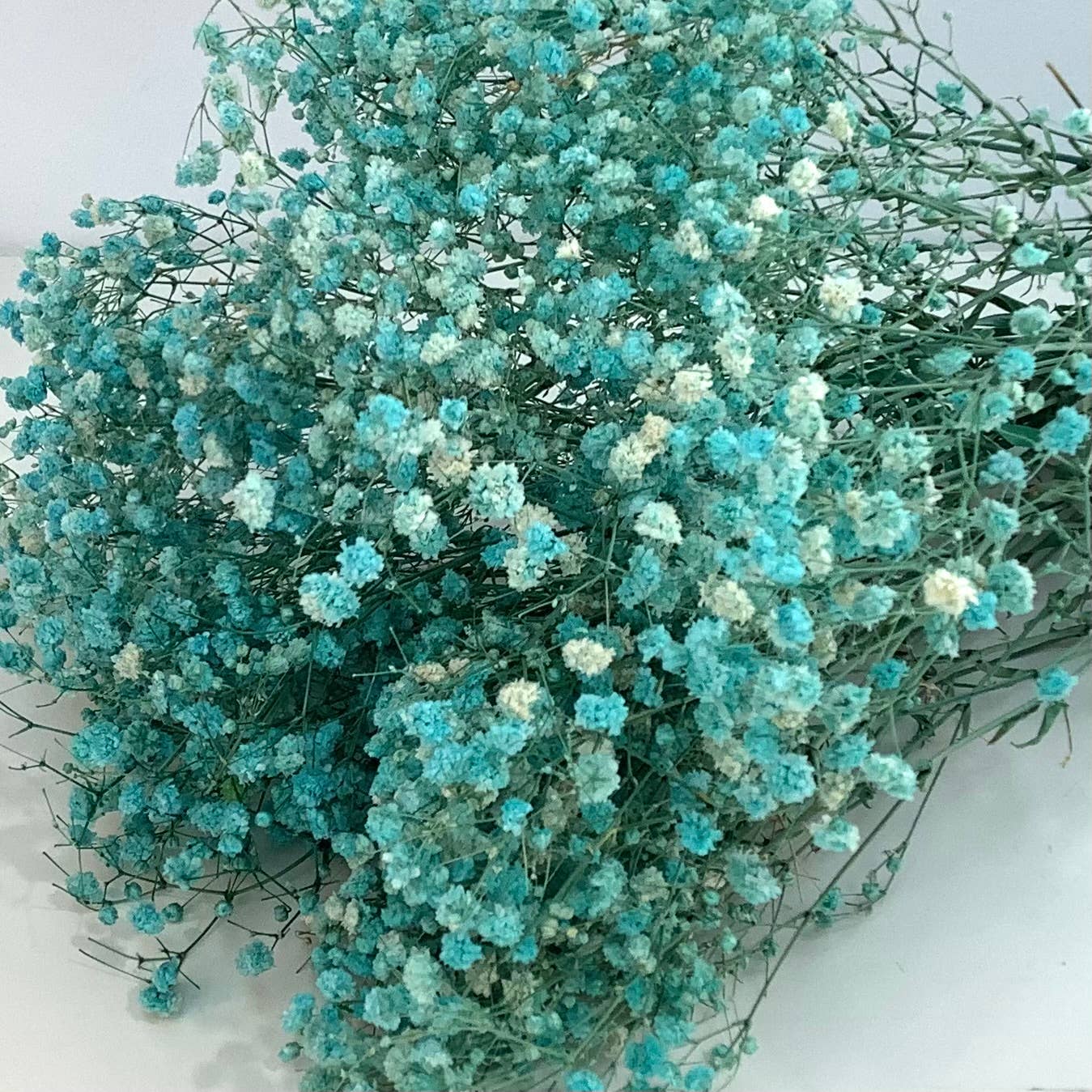 Honeybee and Blossom - Vendita all'ingrosso Fiori secchi/pressati - Fiori secchi per l'alito del bambino10