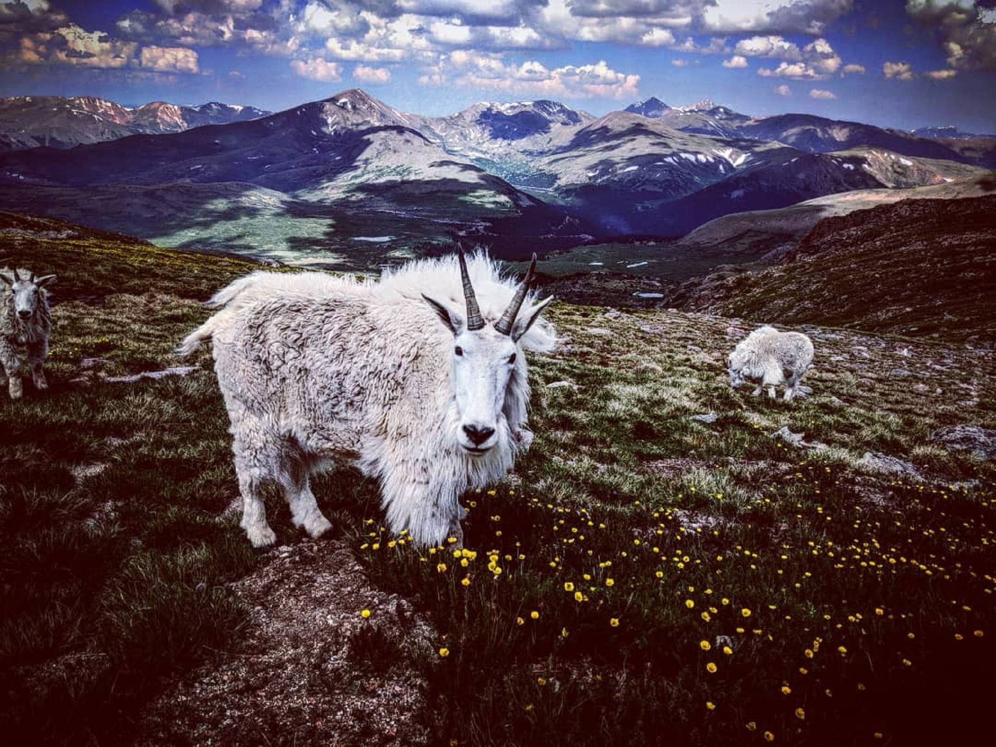 Mountain Goat Goat Milk Soap