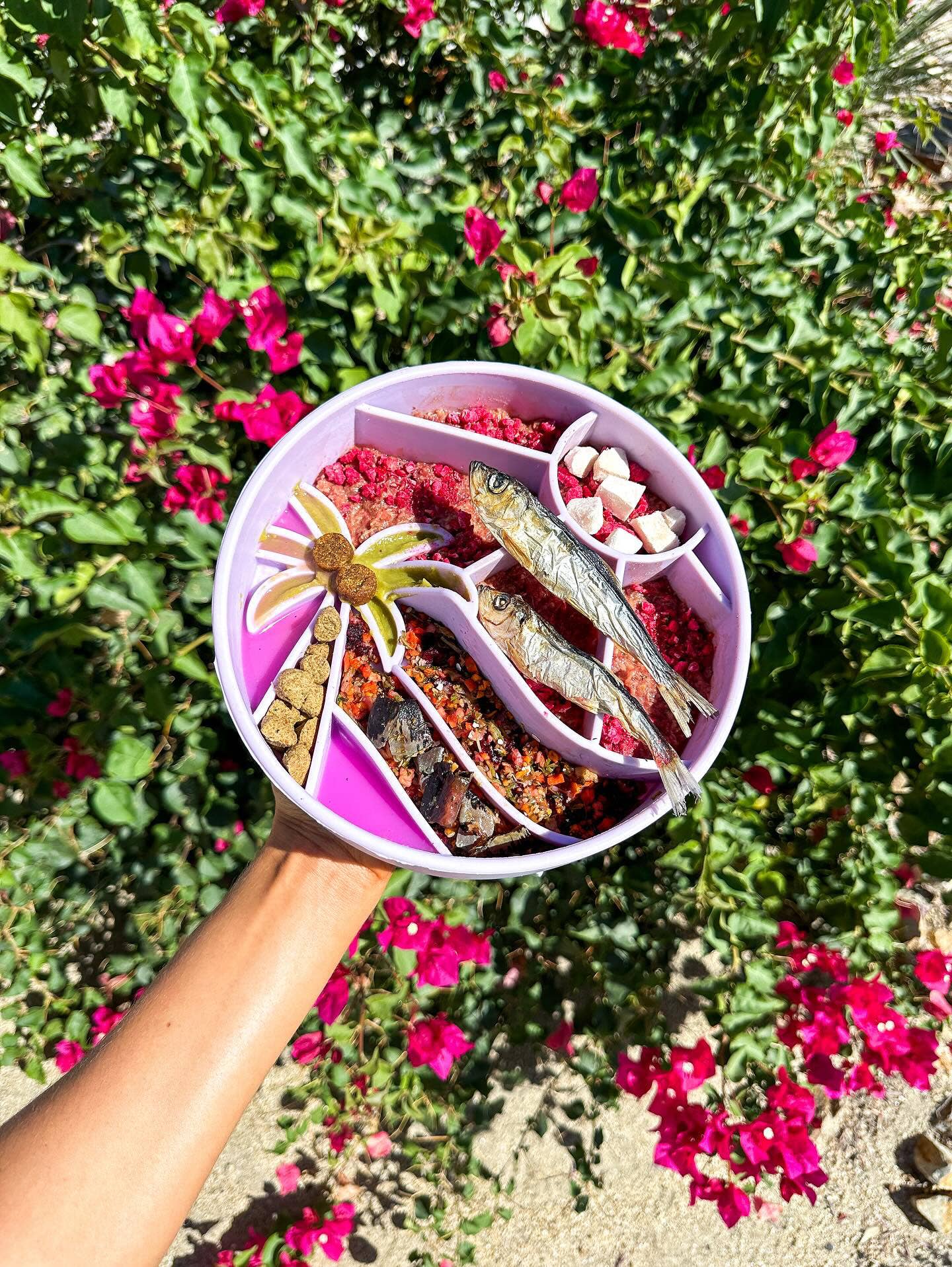 Happy Dingos - Wholesale Pet Bowl - Cat/Dog - Loco Coco Interactive Slow Feeder Bowl 7