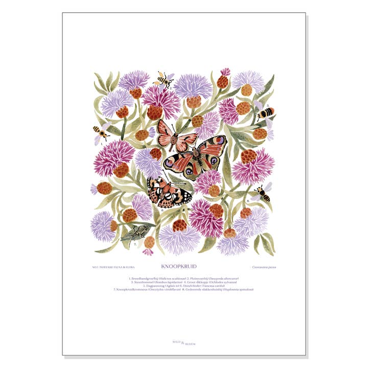 Wild & Bloem - Wholesale Poster - A2 poster - Knapweed1