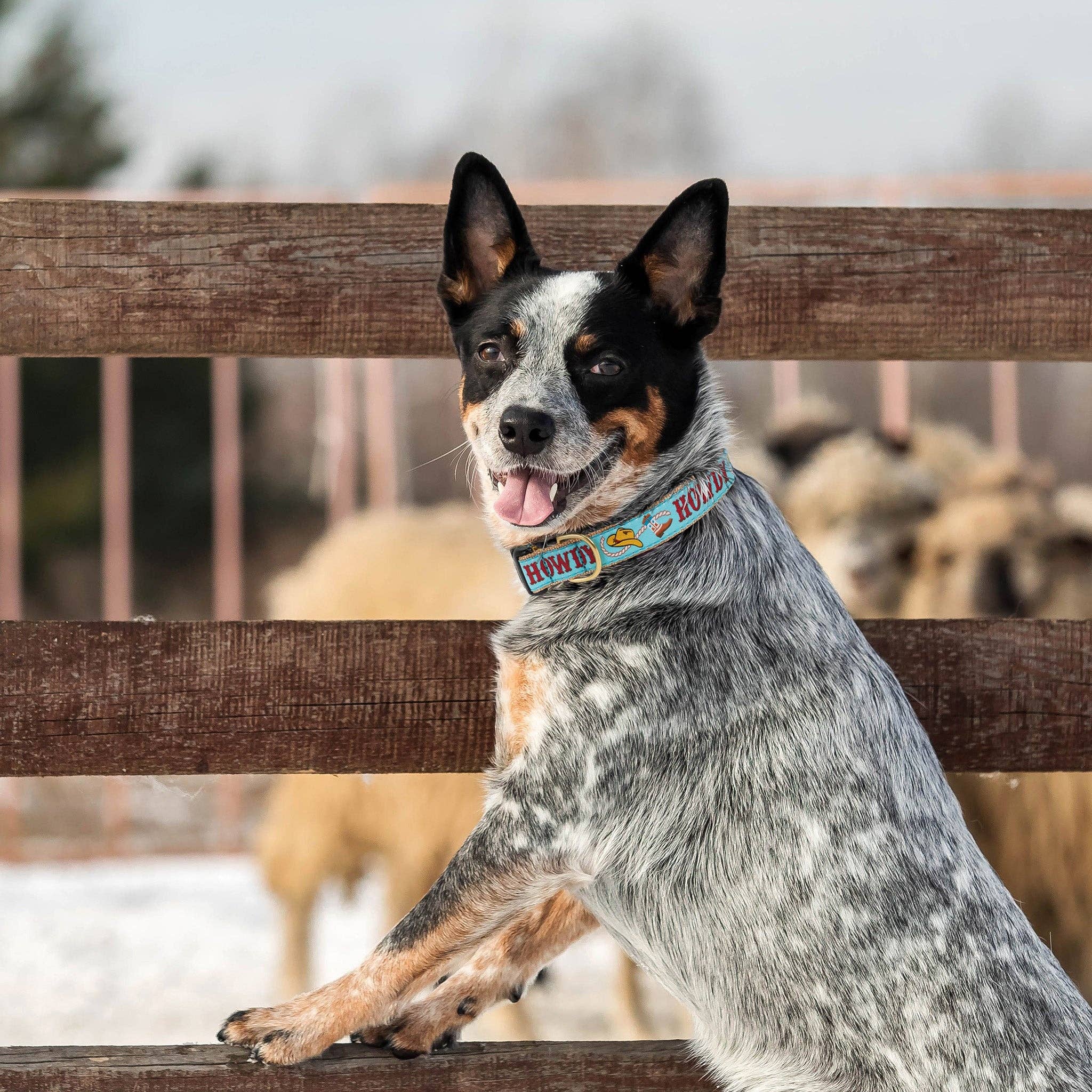 Up Country, Inc. - Wholesale Pet Collar - Dog - Howdy Dog Collar3