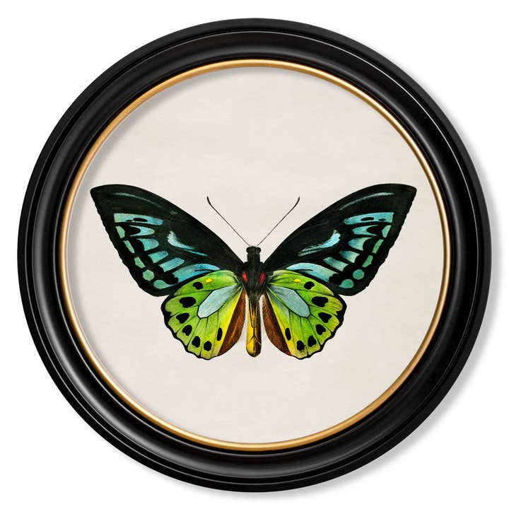 T A Interiors Wall Art & Mirrors – wholesale Wall Accent – c.1836 Tropical Butterflies - Round Frames