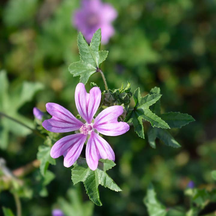 lotusleafaltars - Wholesale Plant seeds - Pollinator Magnet Seed Set - With colourful grow guides!11