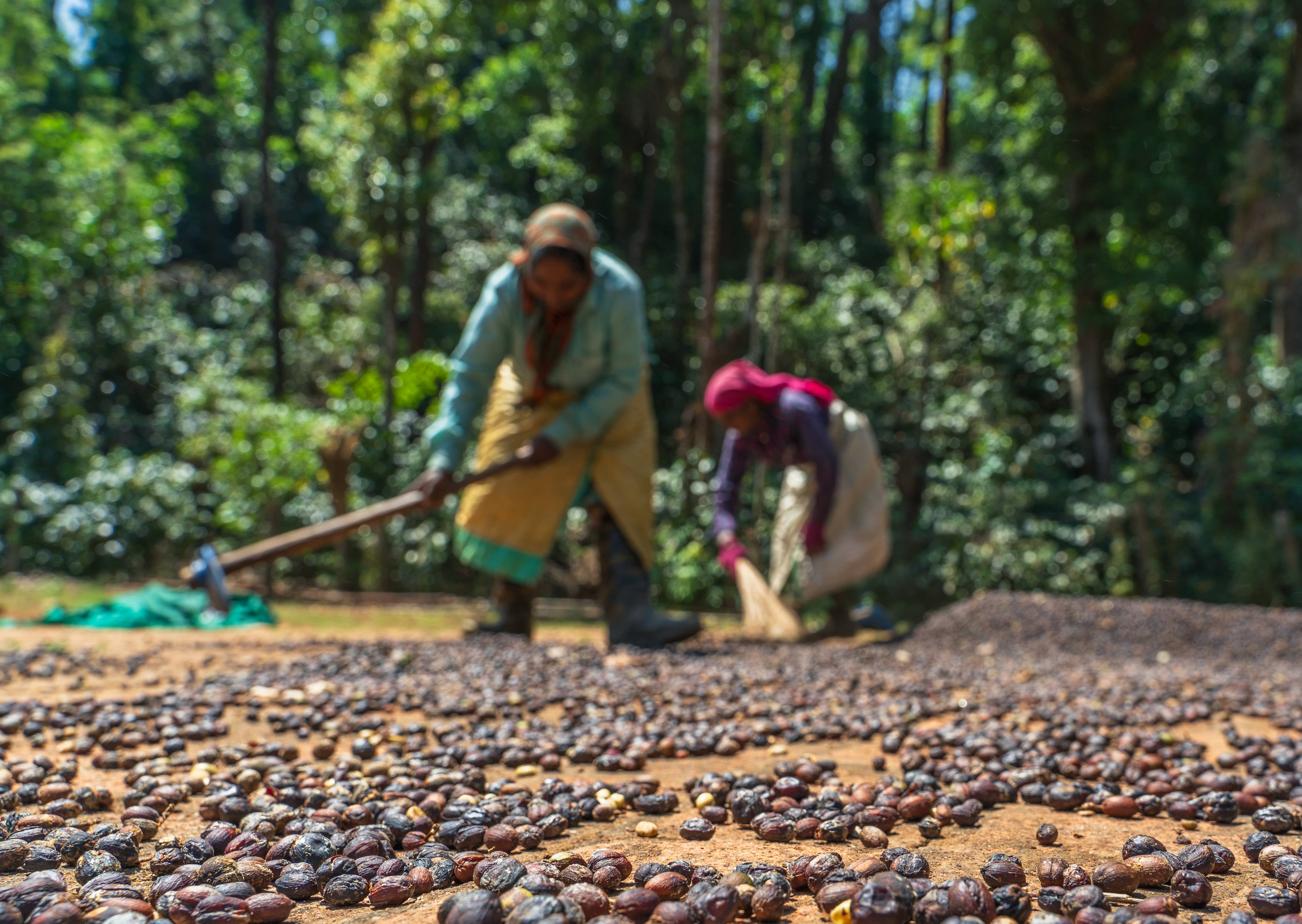 Yeri Coffee - Wholesale Coffee Beans - Chicory Chic: Traditional Indian/NOLA Blend - Bold, Velvety9