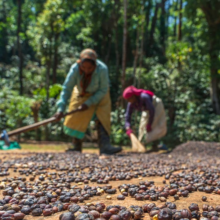 Yeri Coffee - Wholesale Coffee Beans - Chicory Chic: Traditional Indian/NOLA Blend - Bold, Velvety9