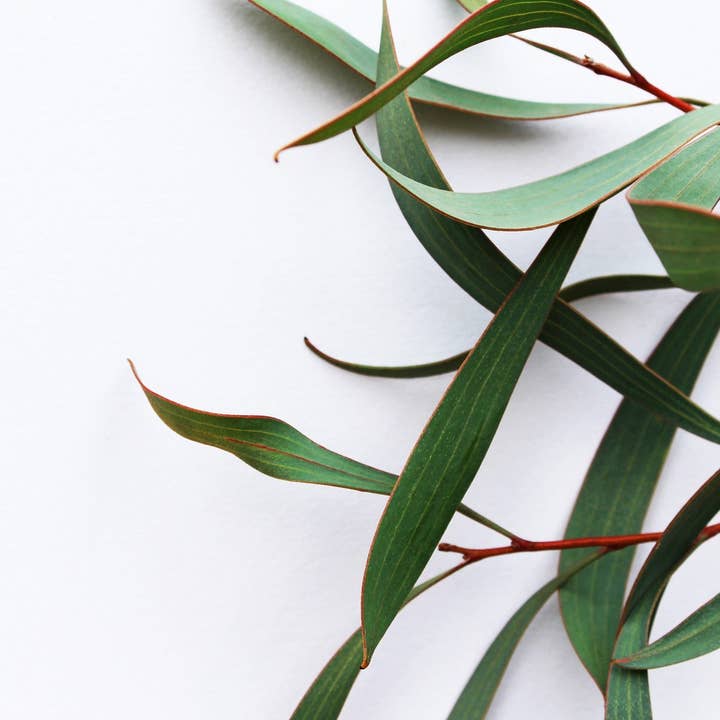 Cibobenessere - Wholesale Succulent - Eucalyptus Leaves3