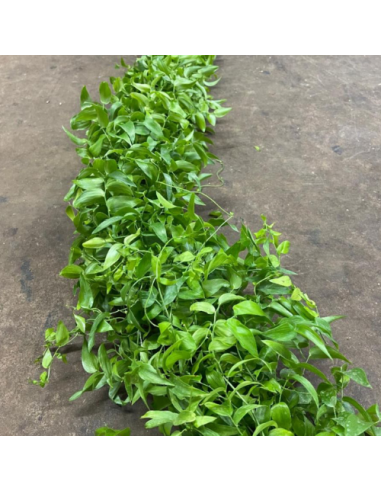 Florasource - Wholesale Fresh Cut Flowers - Southern Smilax 10 bunches CALIFORNIA Grown2