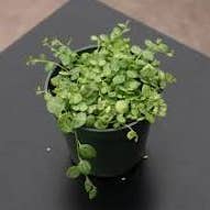 4" Peperomia Prostrata "String of Turtles" Live Plant and other Purchase Wholesale planche apero. Free Returns & Net 60 Terms on Faire trending on Faire.