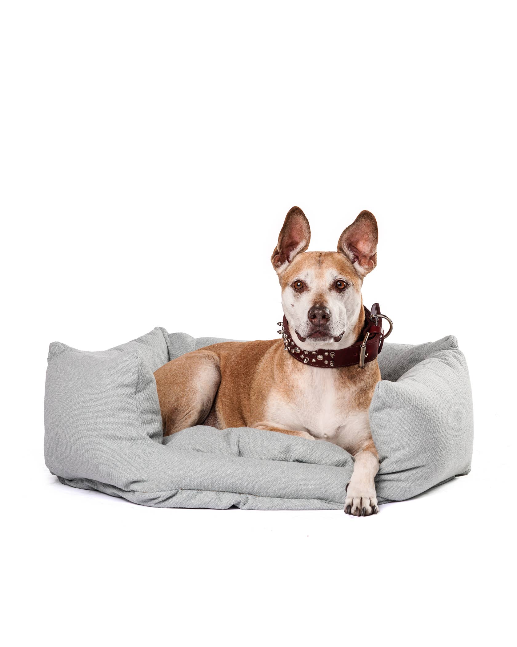 Roxbury PET - Vente Panier – chien - Le Câlineur de Dayton2