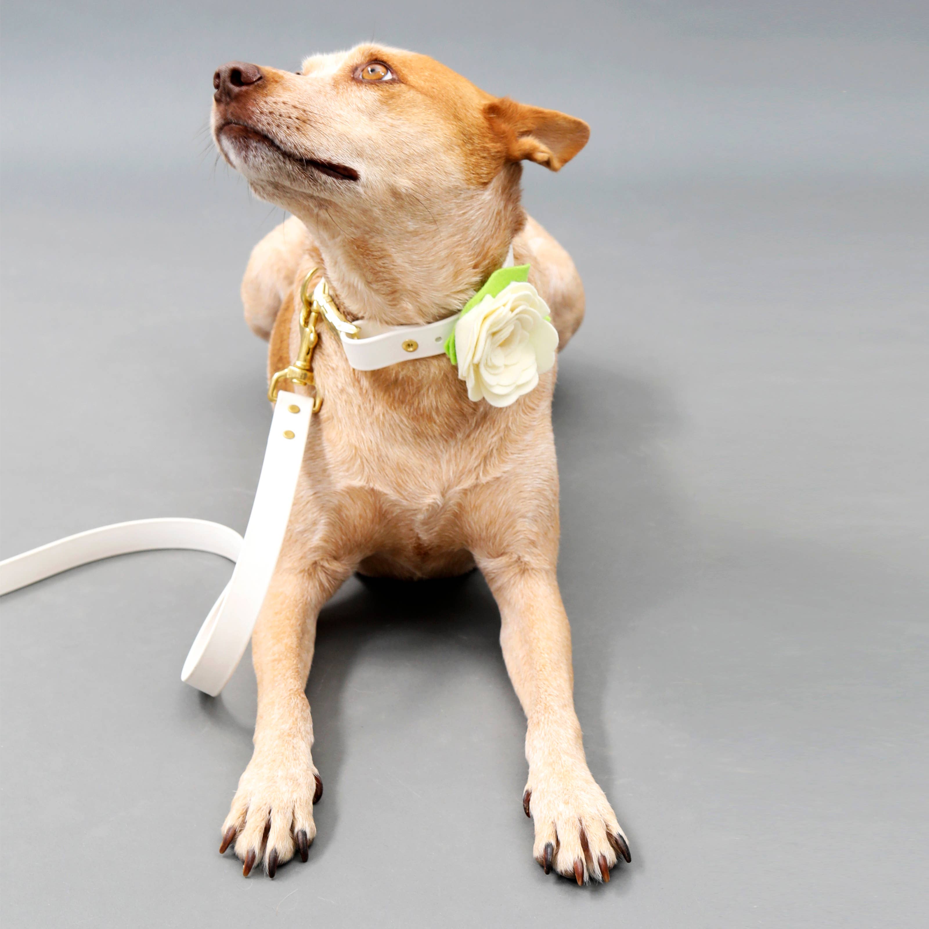 Mimi Green - Vendita all'ingrosso Collare - Cani - Collare per cani Magnolia bianco crema con fiore1