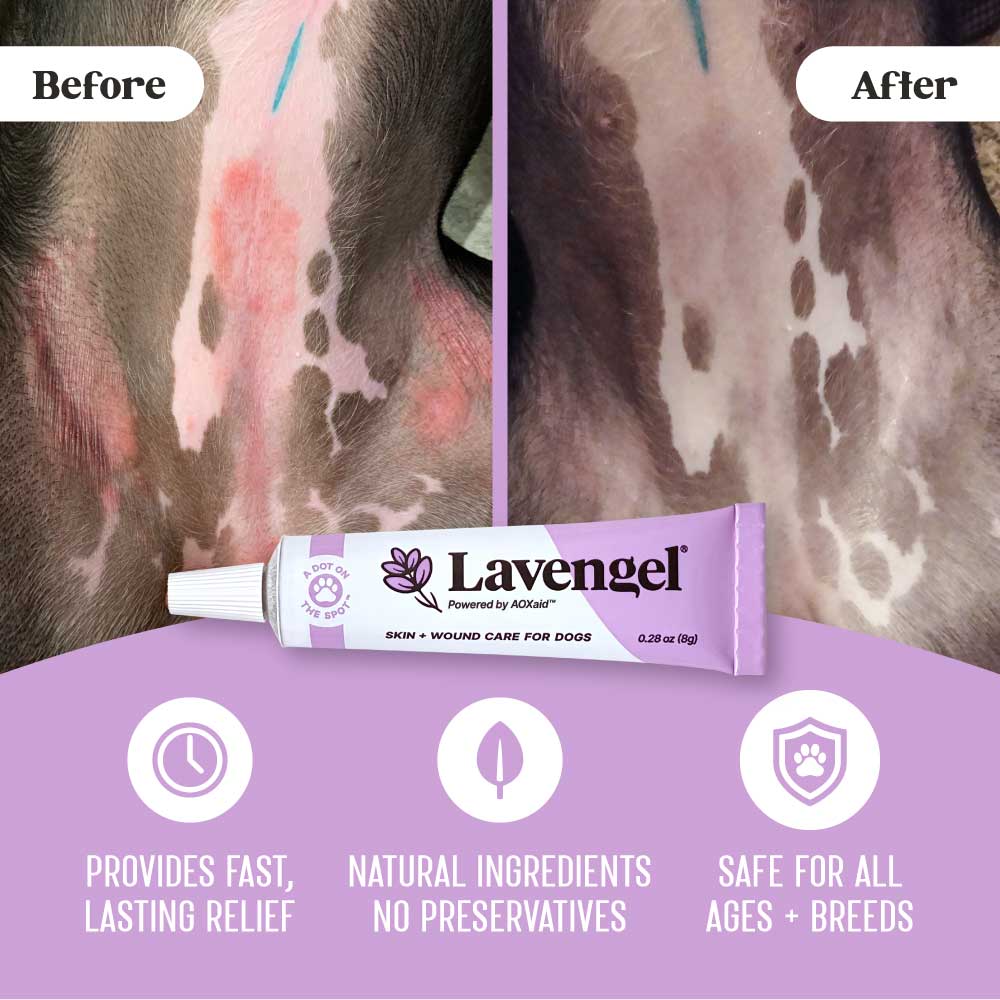 Lavengel - Wholesale Pet Balm - Dog - Lavengel - Super Soothing Skin + Wound Care Salve for Dogs1