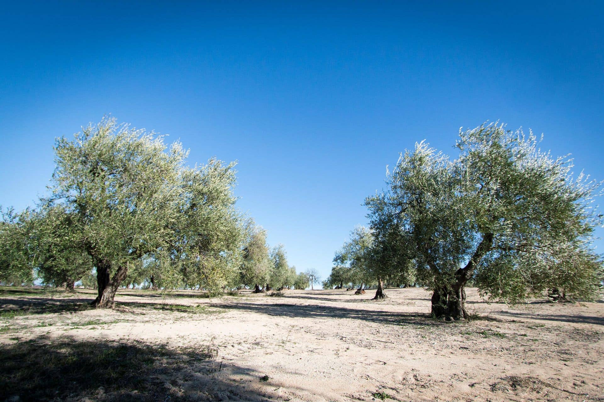 Terradiva Azienda Agricola Biologica - Wholesale Olive Oil - ALLEGRO organic extra virgin olive oil - intense, tin3