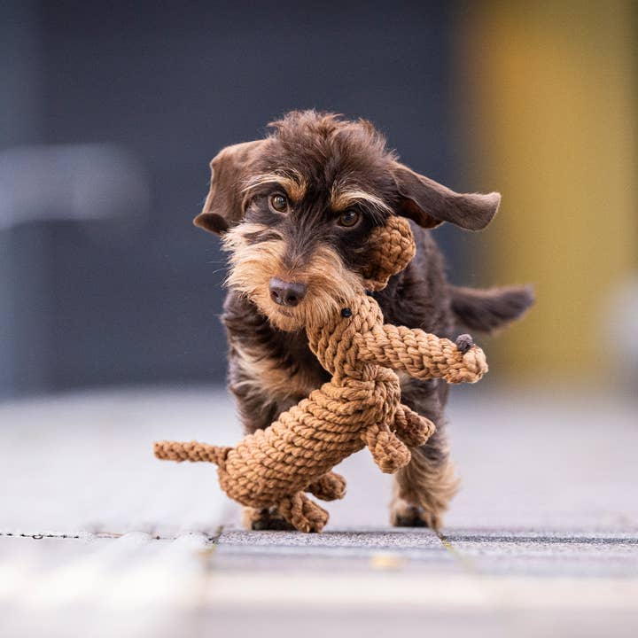 LABONI - Volentis GmbH - Wholesale Pet Chew Toy - Dog - DIEGO DACKEL – The Trend Toy Every Dog Wants1