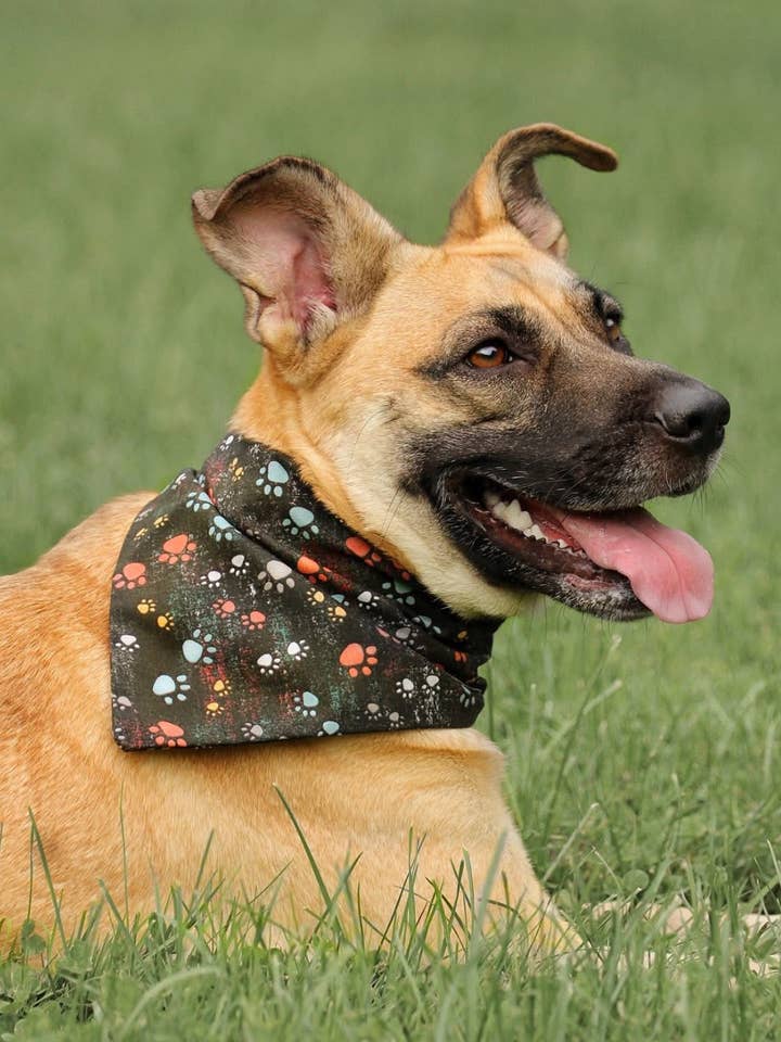 25 randomly assorted over the collar dog bandanas for wholesale by Pup4life.com