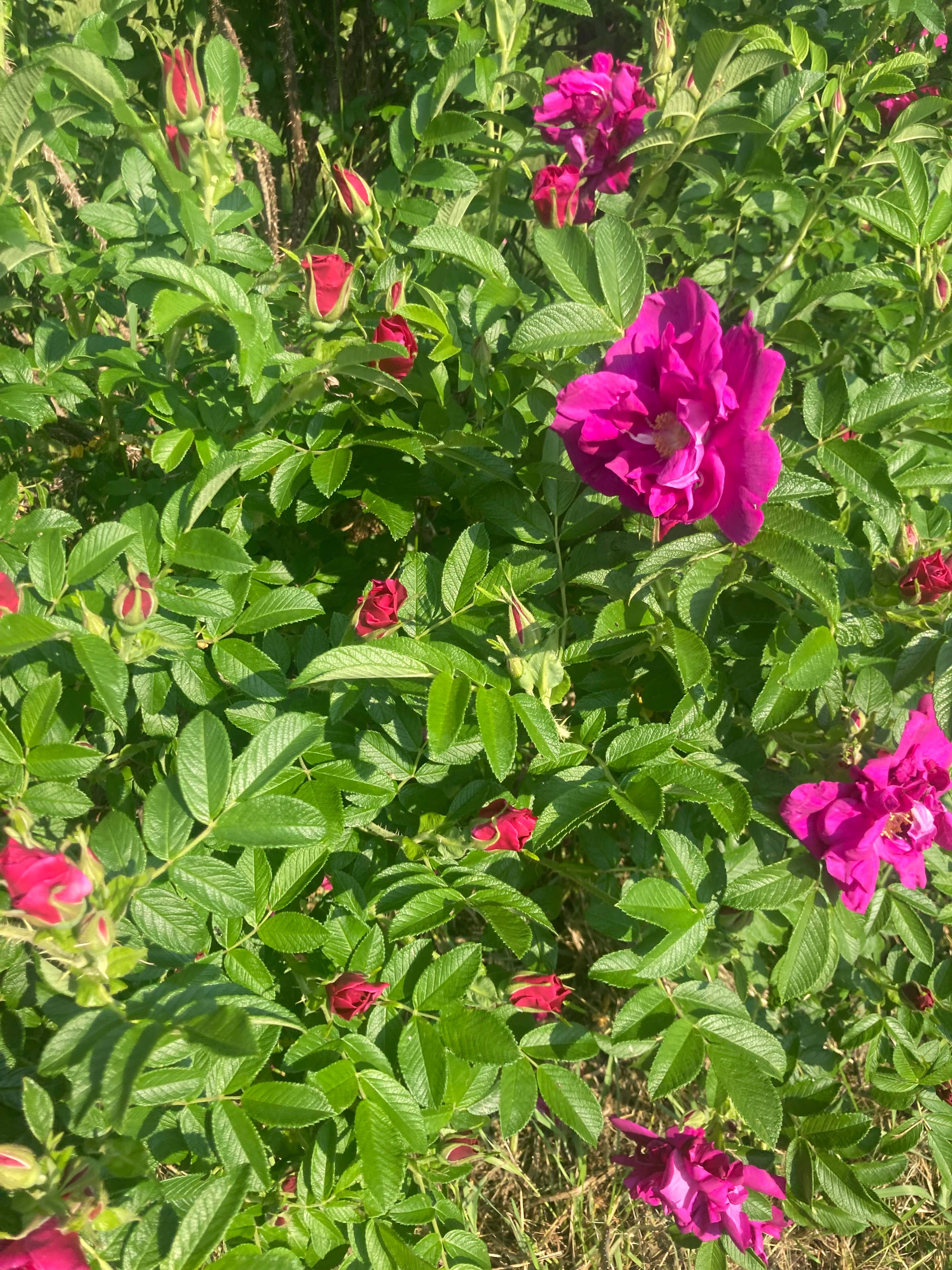 Honeybee Herbs - Wholesale Body Scrub/Exfoliant -  Relax and Unwind Salt Scrub2