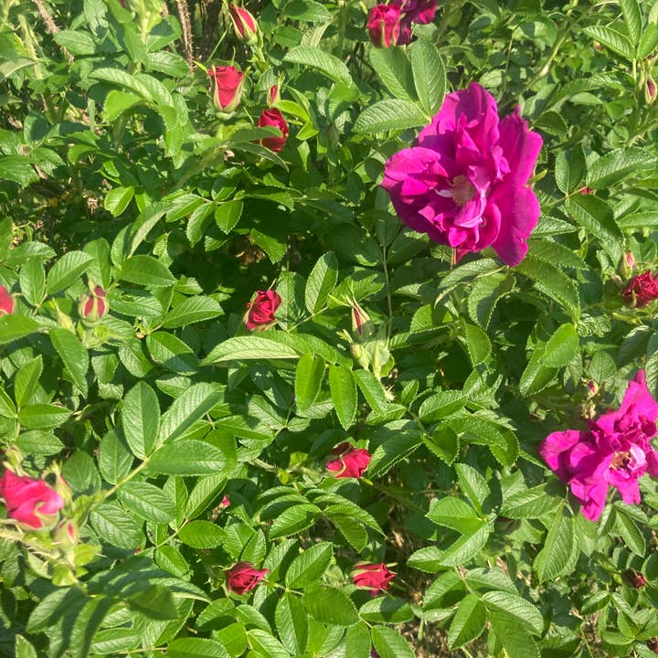 Honeybee Herbs - Wholesale Body Scrub/Exfoliant - Relax and Unwind Salt Scrub2