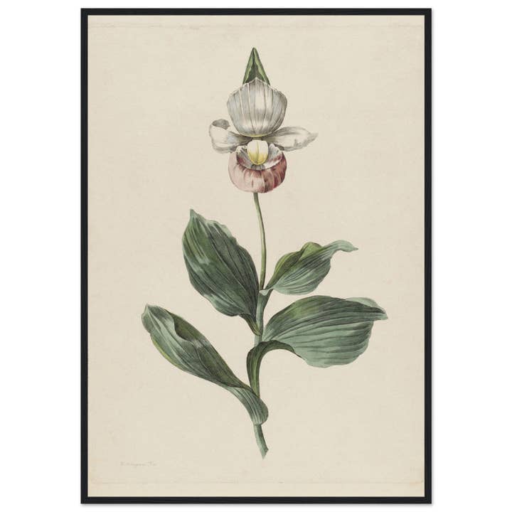 Maison de Paloma - Wholesale Art Print - Botanic garden4