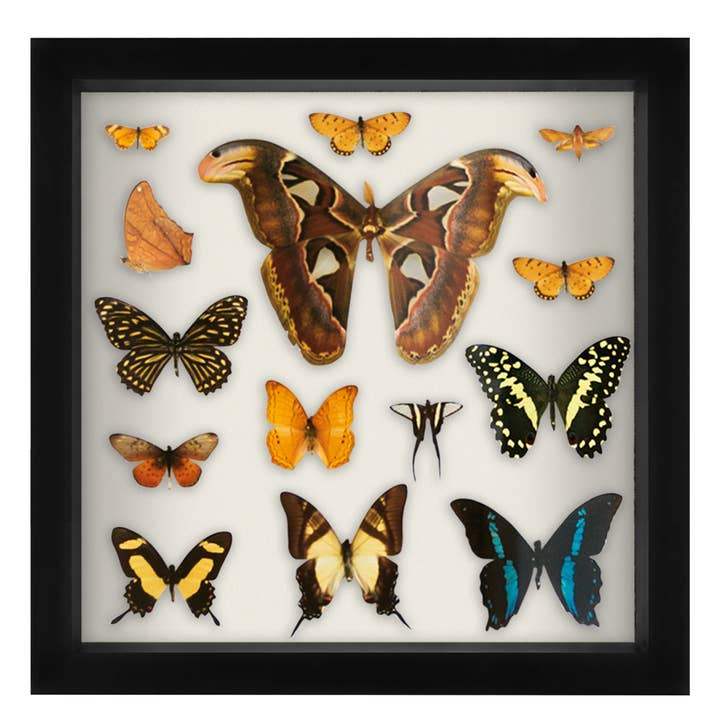 Americanflat - Wholesale Picture Frame - Americanflat Shadow Box Frame with Soft Felt Back58