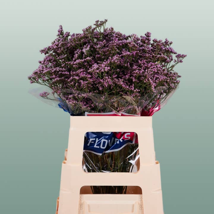 Limonium Oshi Pink (25 Stems) for wholesale by All Occasions Wholesale