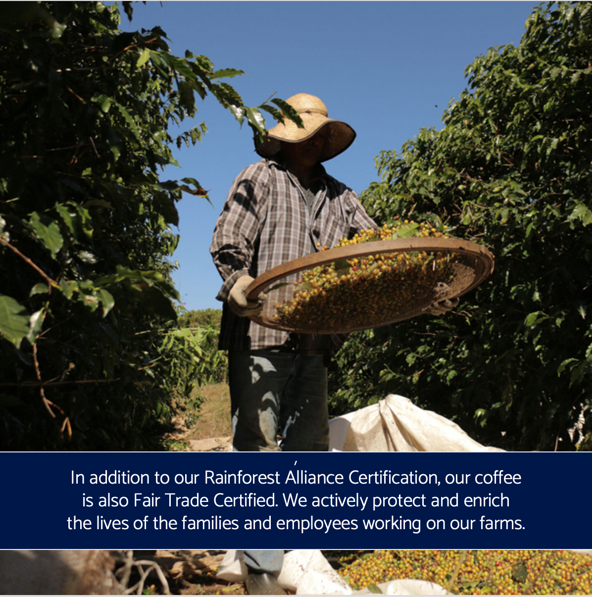 Dois Americanos – Engroshandel Kaffebønner – Dois Americanos Morgen Stege Kaffe, Lysstegt4