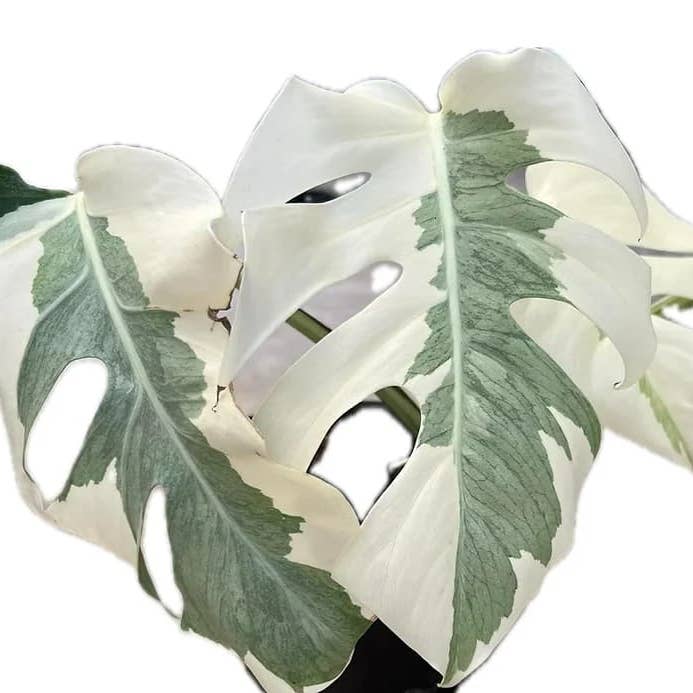 Monstera "White Lava" variegated | Rare Houseplant for wholesale by OrchidBox