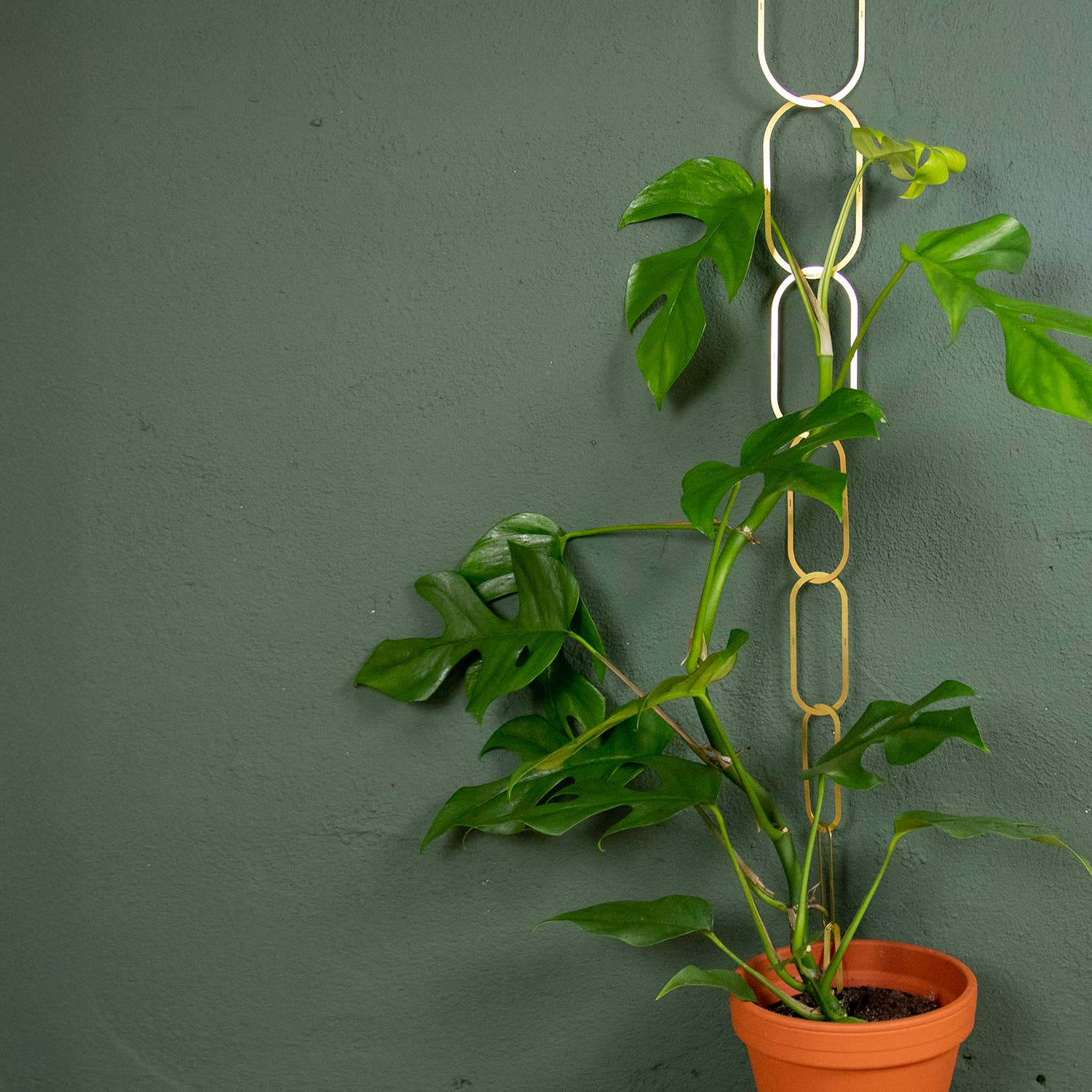 Botanopia - gifts , decor and cards for plant lovers - Wholesale Trellis - Gold Brass Chain - Plant Support for climbing plants11